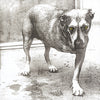 ALICE IN CHAINS / Alice In Chains